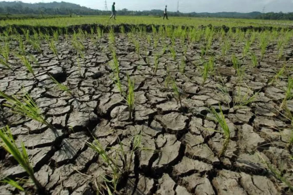 Sawah Subang Dilanda Kekeringan, Petani Terima Bantuan Pompa Air