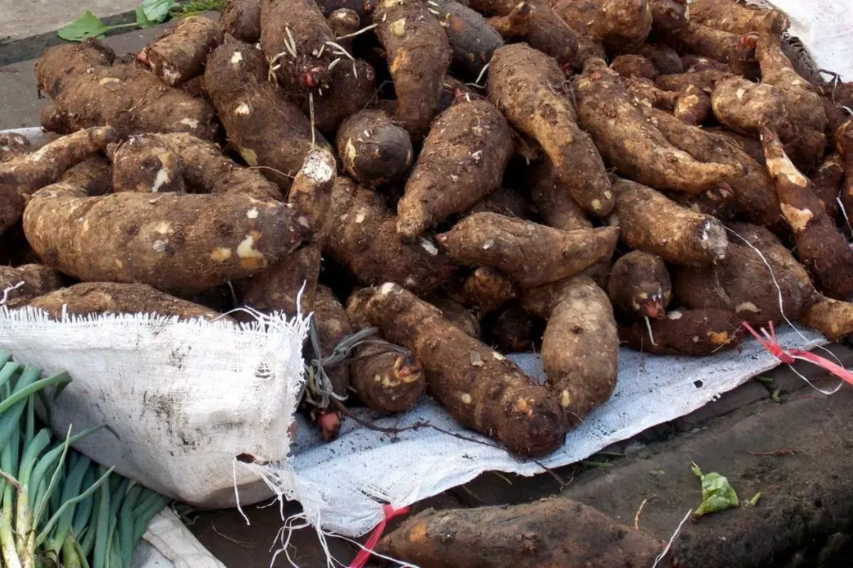 Alternatif Karbohidrat Lokal, Kenali 5 Pengganti Nasi Ini