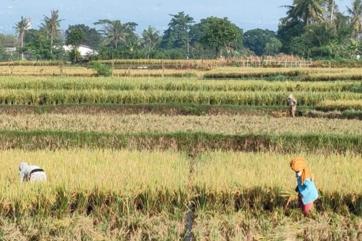 Pengembangan Padi Organik Digalakkan BI Jabar di Kabupaten Cianjur