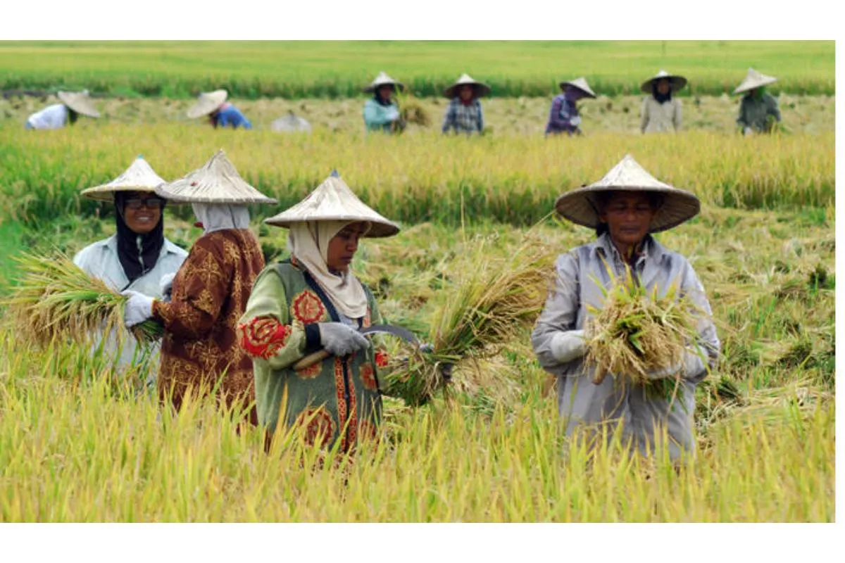 Sukseskan Swasembada Pangan, Mahulu Tanam Padi di 141 Hektare Lahan