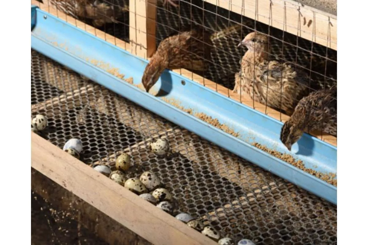 Tips Merawat Burung Puyuh Peliharaan di Rumah untuk Pemula Efektif