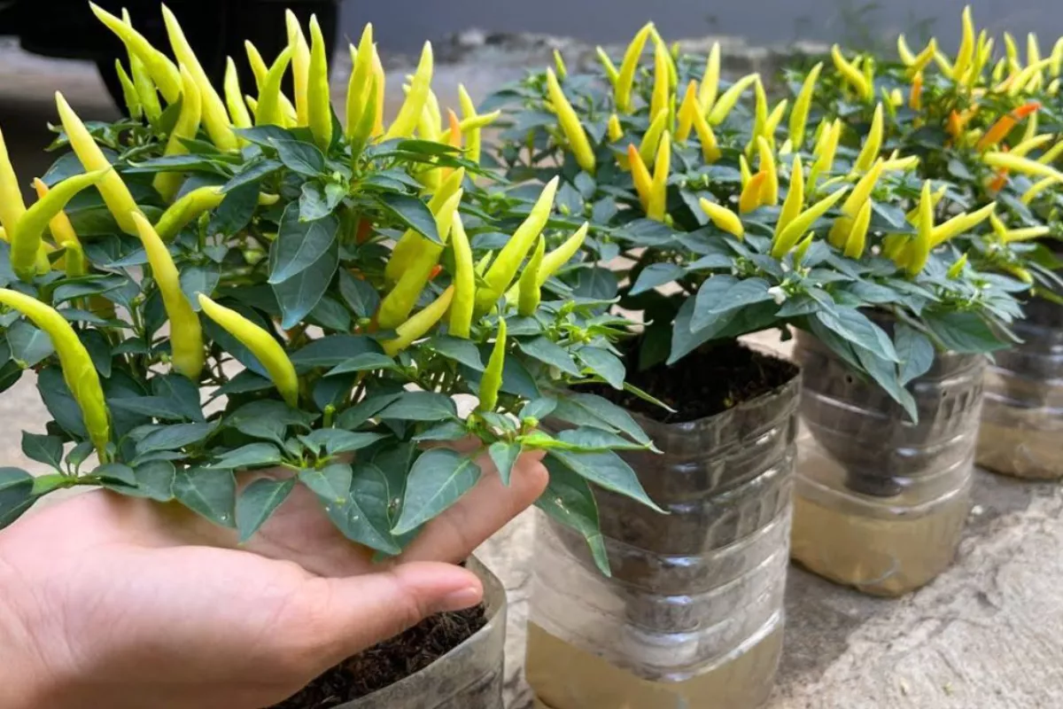  Trik Menanam Cabai di Pot Kecil Agar Cepat Berbuah dan Lebat 