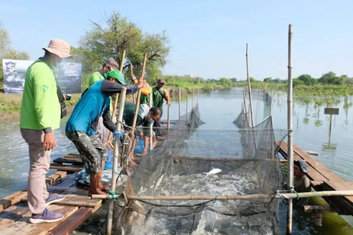 Surabaya Integrasikan Tambak dan Mangrove Lewat Silvofishery