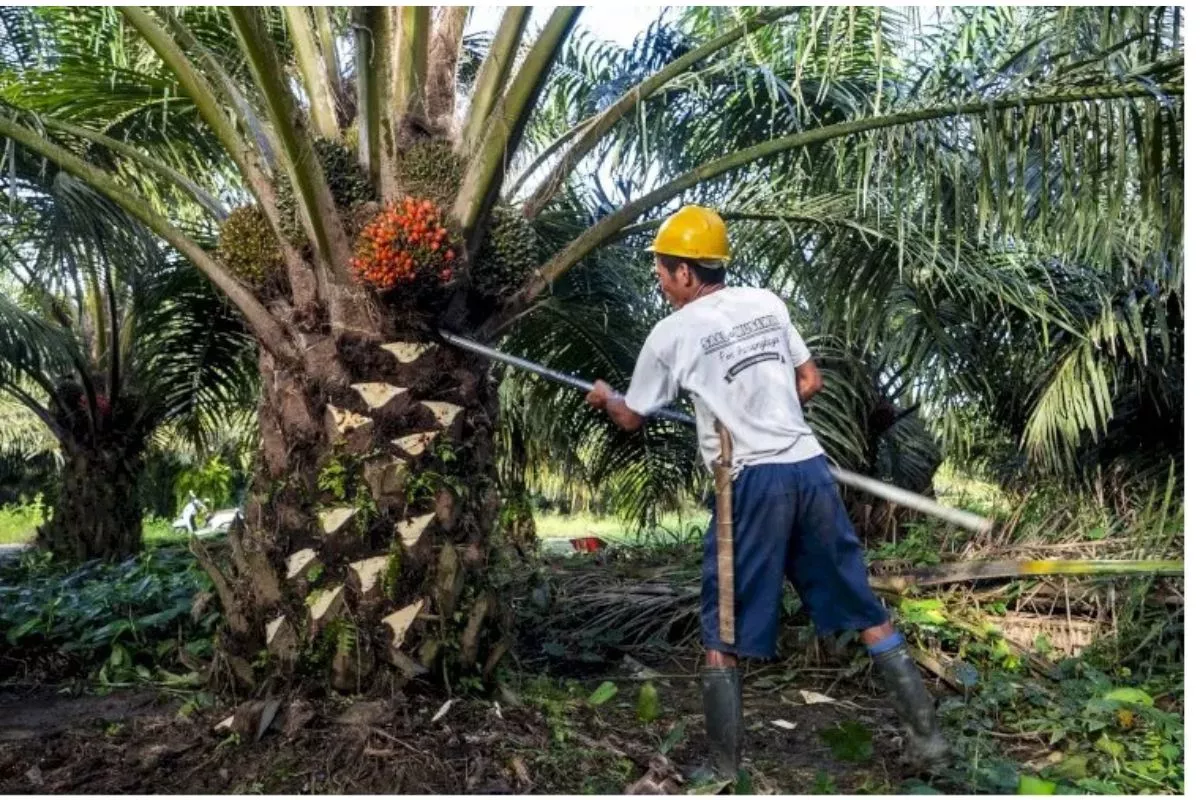 Harga TBS Sawit Rakyat di Pesisir Selatan Naik Jadi Rp2.200 per Kg