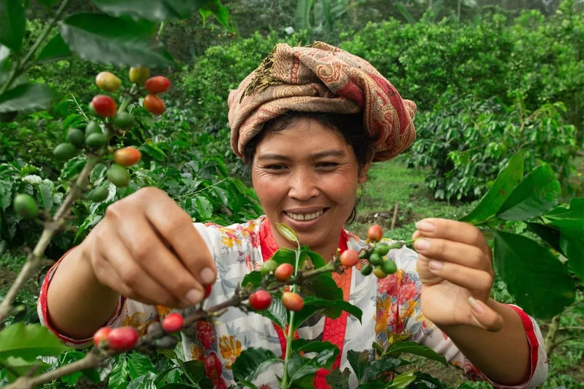 Musim Panen Kopi di Pati Tiba Petani Hadapi Penurunan Harga Jual