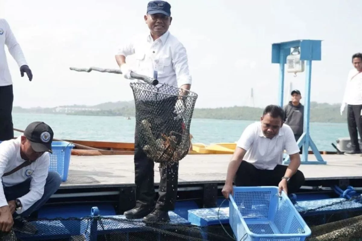 Lobster Budi Daya Batam Tembus Ekspor Singapura, KKP Rencanakan Ekspansi