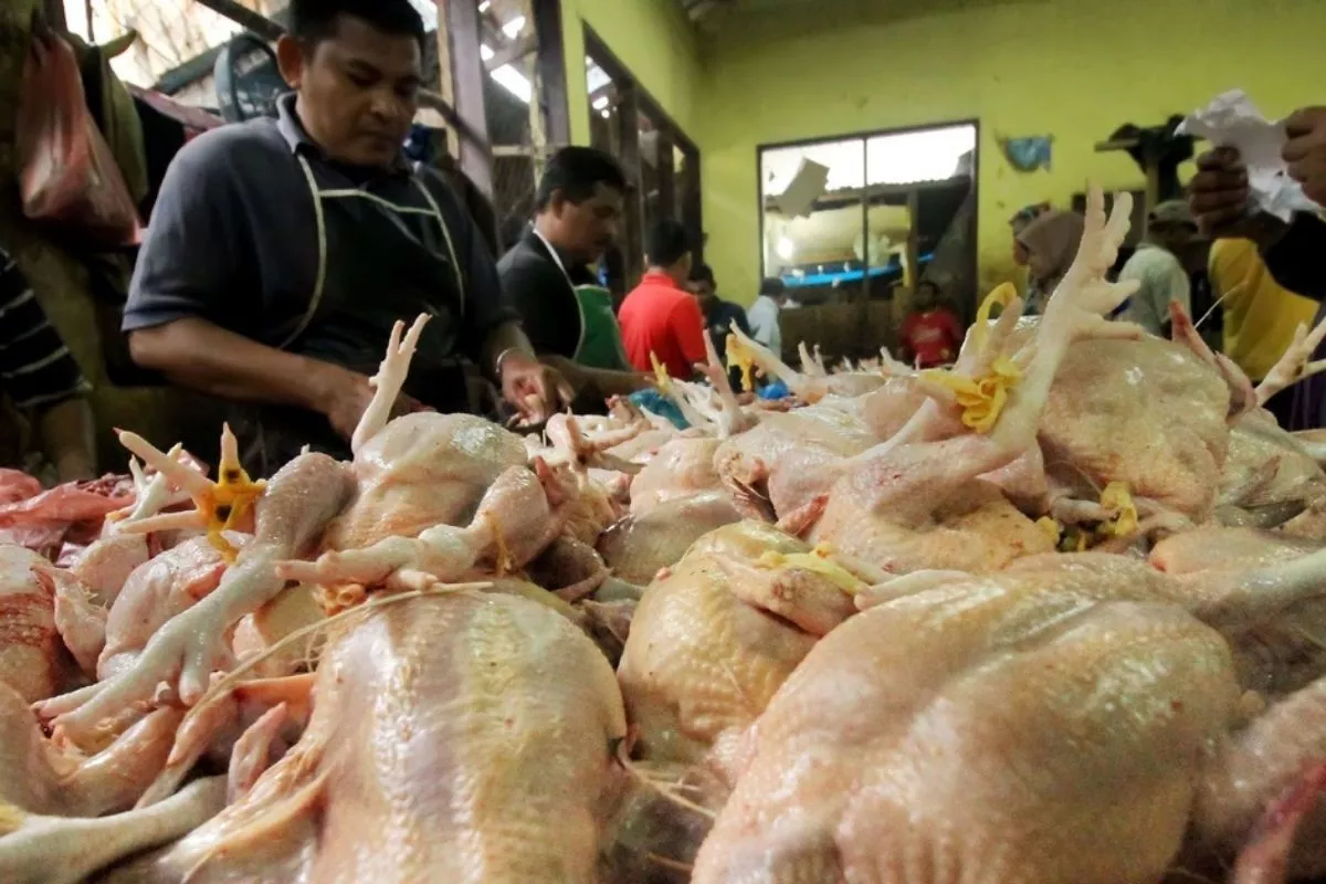 Inflasi Bulanan Agustus 2026 Sebesar 0,21 Persen, Didorong Ayam Ras