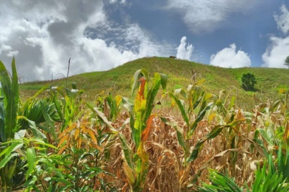 Petani Garut Raup Untung dari Jagung di Lahan Tadah Hujan