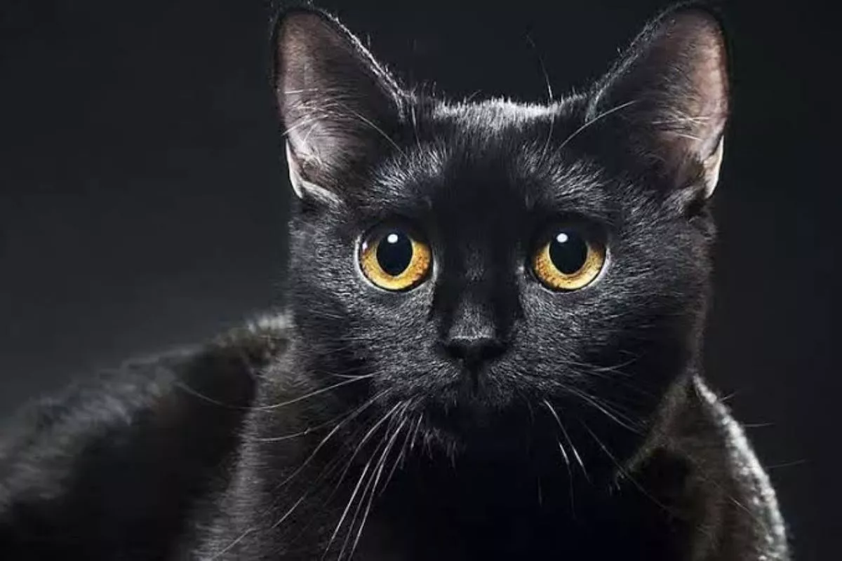 Rekomendasi 5 Ras Kucing Ramah Lingkungan untuk Penghuni Apartemen
