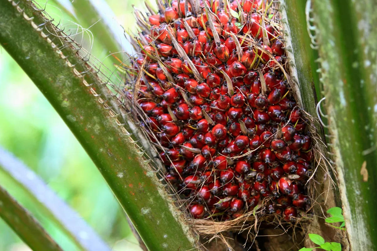 Didorong Kenaikan CPO, Harga TBS Sawit Sumut Tembus Rp4.000 per Kg
