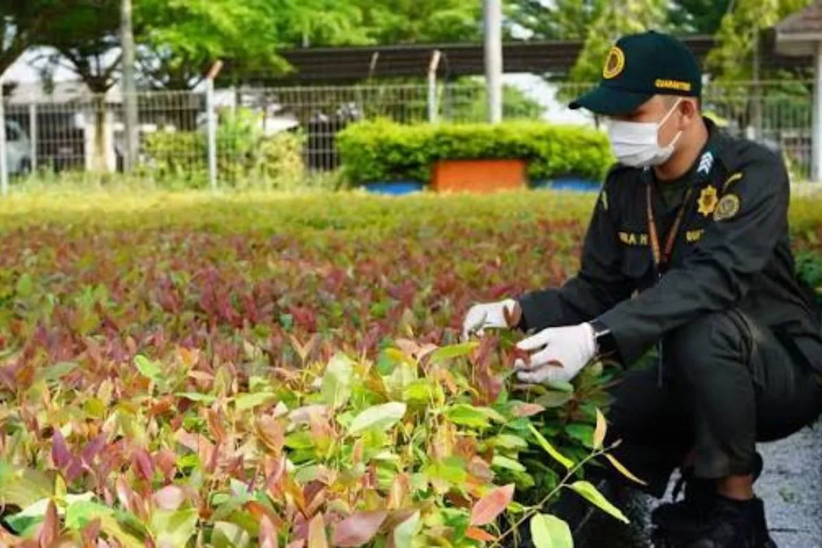 Sertifikasi Karantina Perkuat Daya Saing Bawang Merah Bima