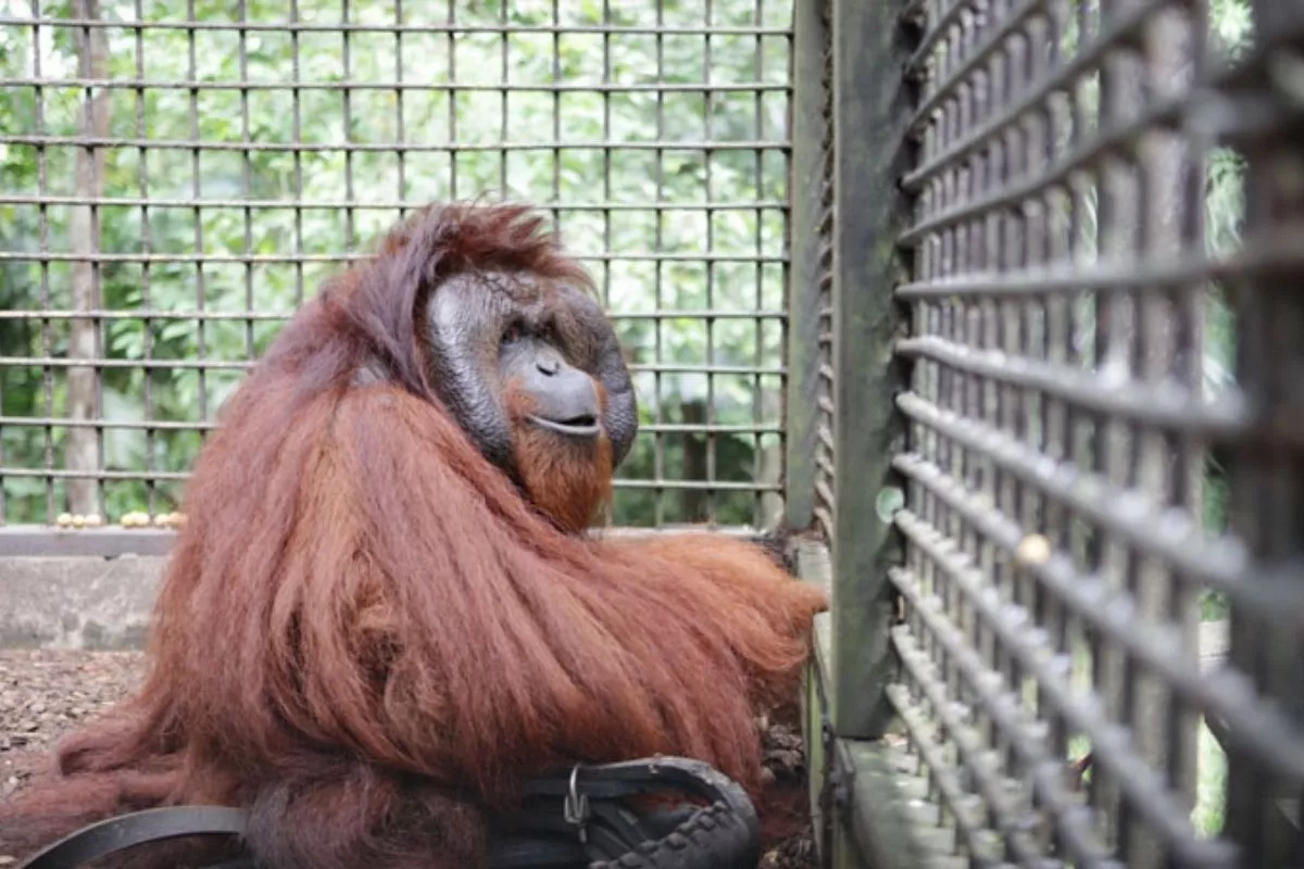 Terdampak Asap Karhutla, Kemenhut Evakuasi Orangutan Lemah di Kalbar