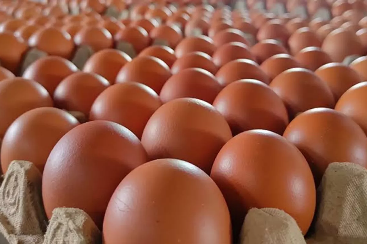 Harga Telur Ayam Ras Mencapai Rp29.600 per Kg Menurut Data PIHPS