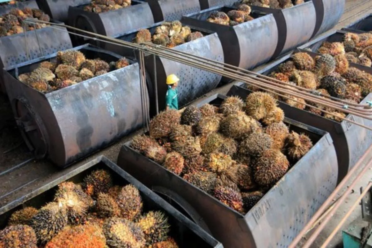Harga CPO Melonjak Akibat Peningkatan Ekspor dan Harga Minyak