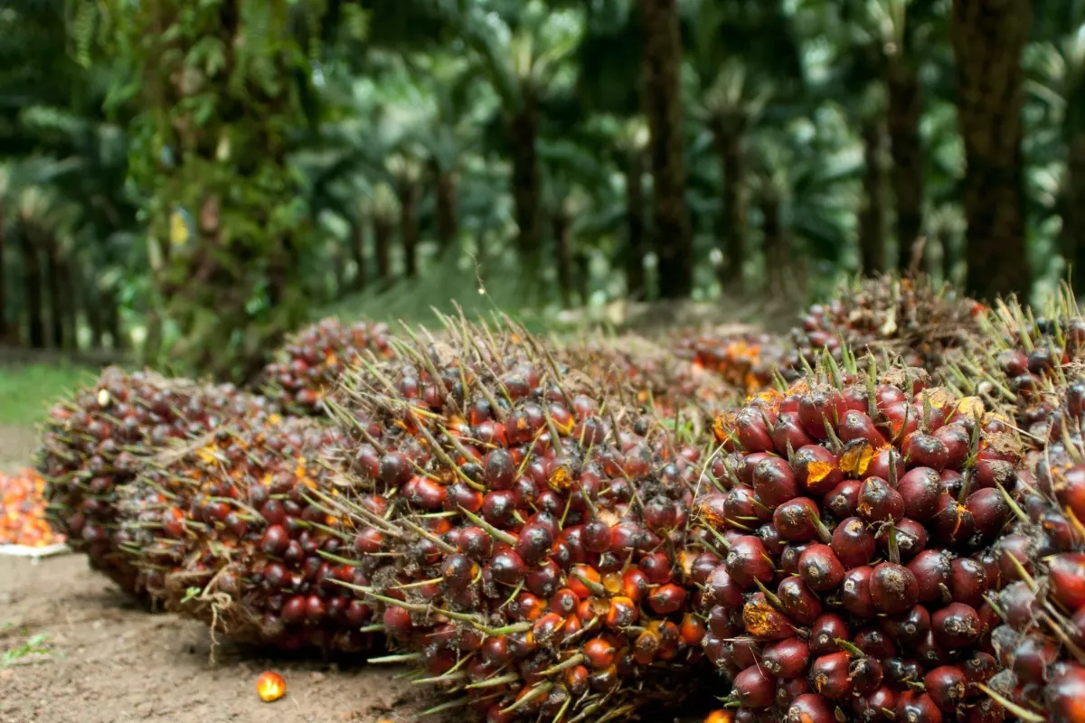 Price Discovery Jadi Kunci Kedaulatan Indonesia dalam Penentuan Harga Sawit