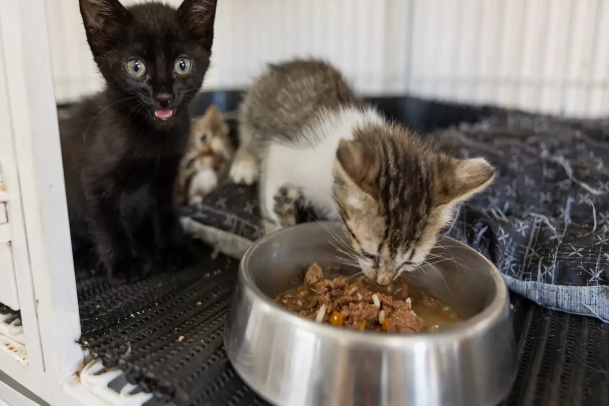 Menu Sehat Anak Kucing: Makanan Kucing 1 Bulan Selain Susu Induknya
