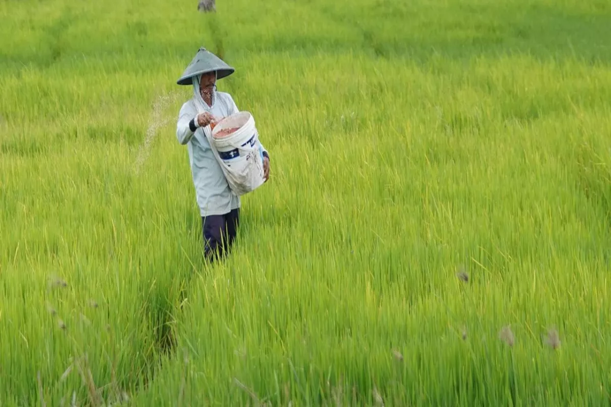 Kebijakan Baru: Harga Pupuk Bersubsidi Turun 20 Persen Bagi Petani