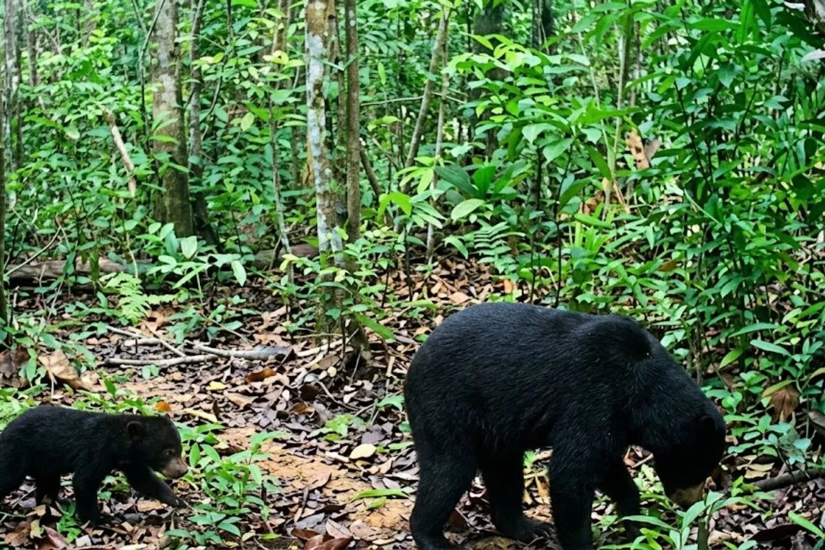 Petani Musi Rawas Kritis Diserang Beruang Saat Tanam Sawit