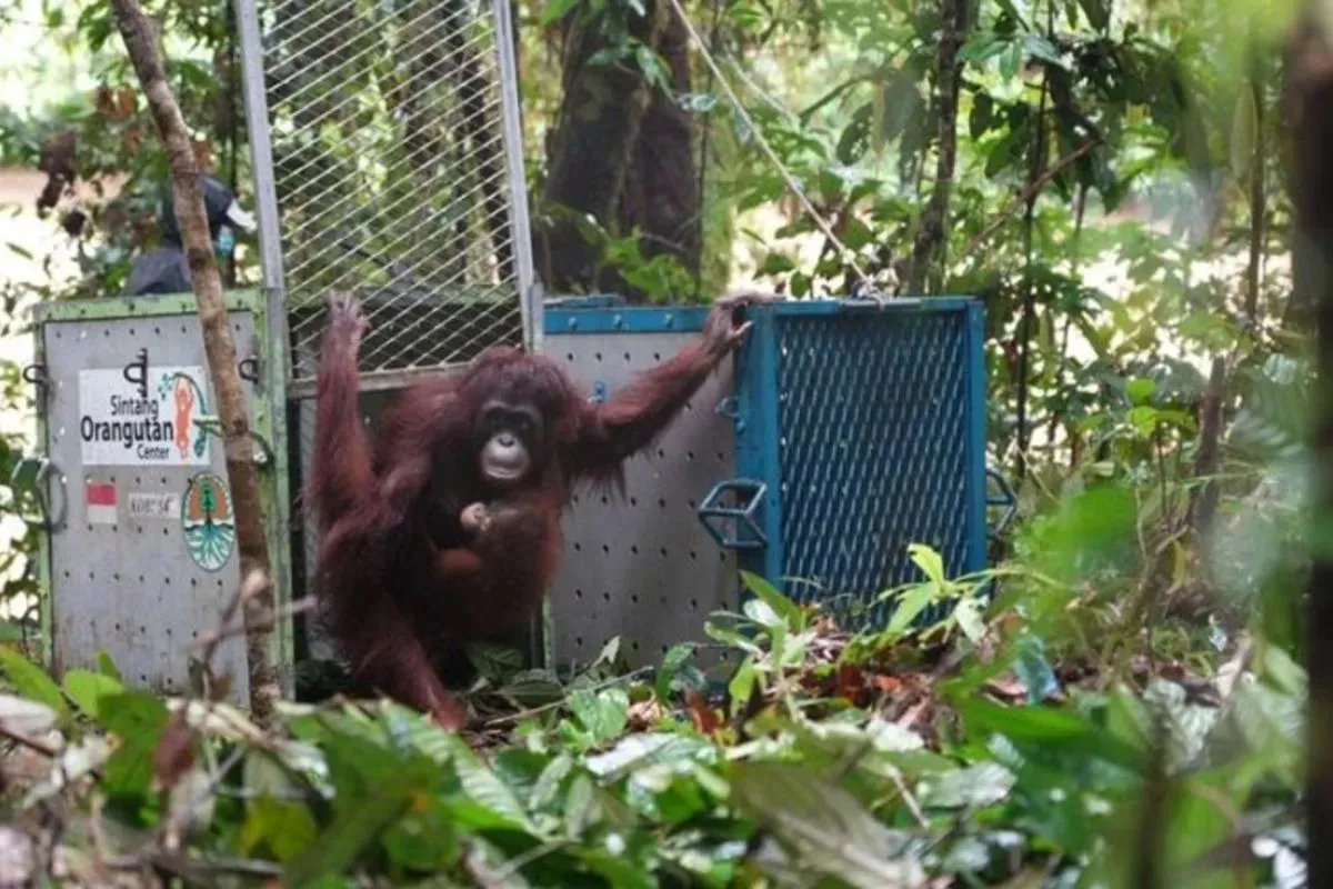 BKSDA Kalbar Pindahkan Tiga Orang Utan ke Taman Nasional Gunung Palung