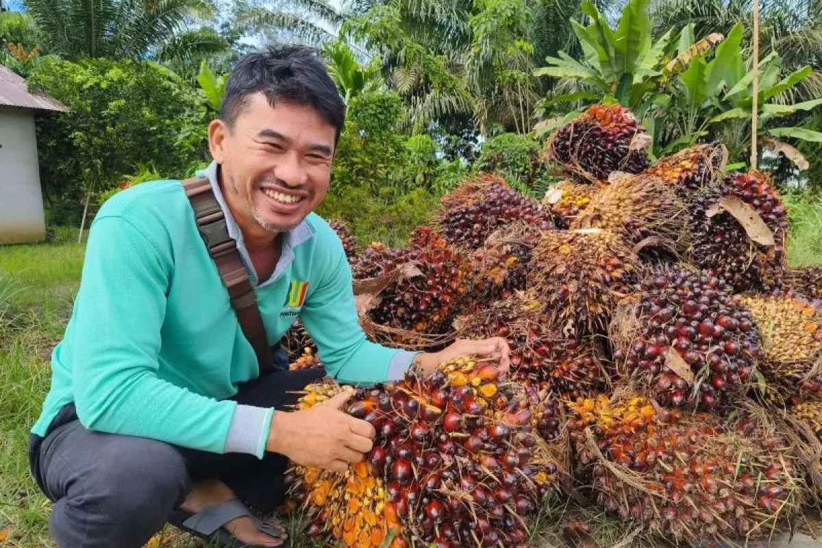 Akreditasi Lahan Sawit Baru 5%, BSN Ingatkan Tantangan EUDR