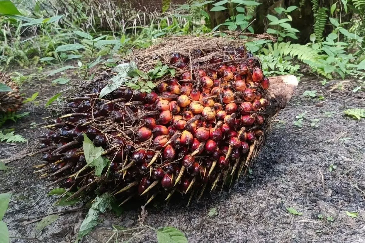 Harga TBS Sawit Jambi Naik Jadi Rp3.708/Kg, Harga Karet Stagnan