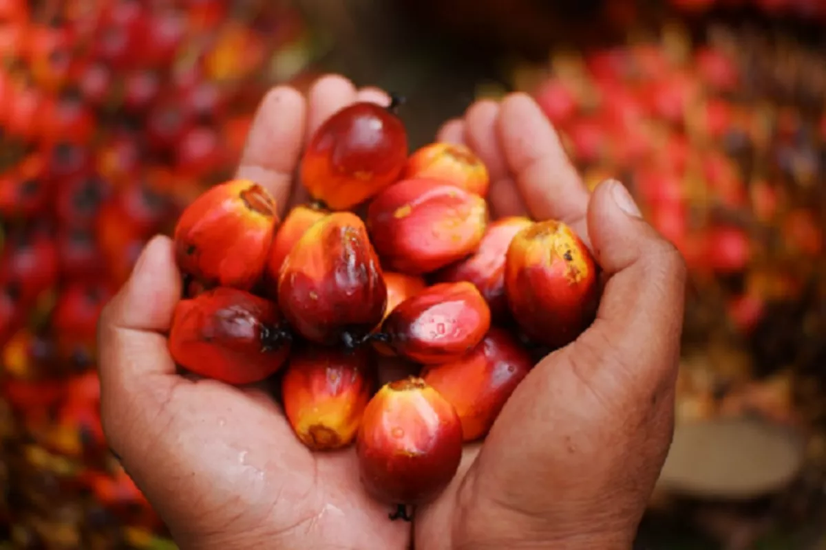 Menguat 2 Hari, Harga CPO BMD Didorong Pelemahan Ringgit