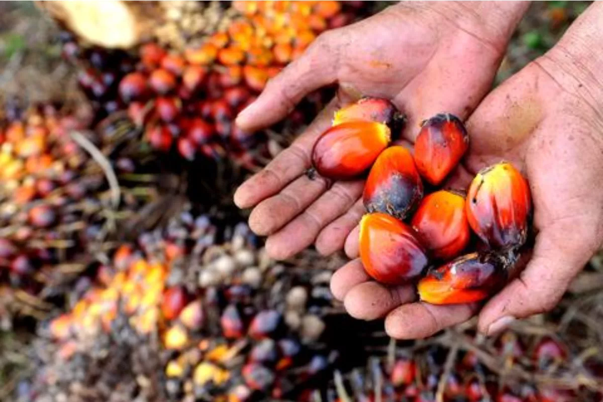 Naik Tipis, Harga TBS Sawit di Jambi Periode Juni Jadi Rp3.708/Kg