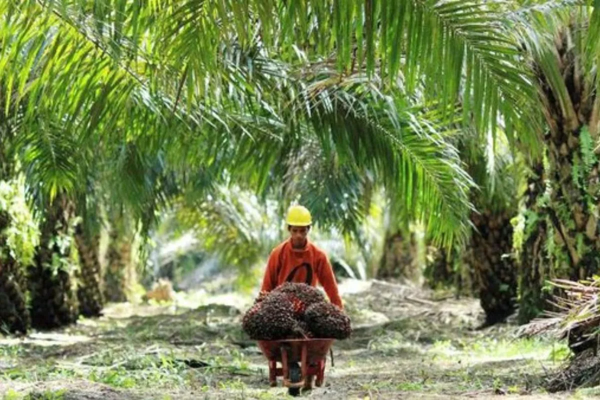 Sawit Berkelanjutan Jadi Solusi Penyeimbang Emisi Industri di Banggai