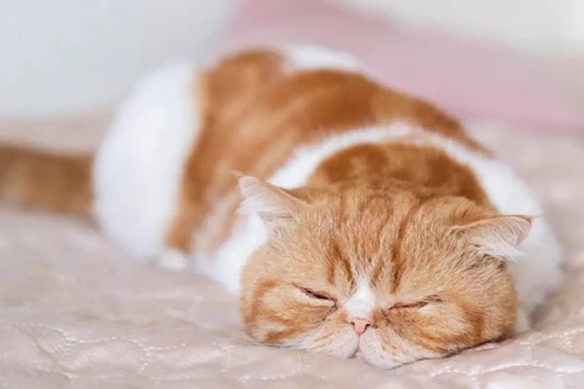 Rahasia di Balik Posisi Tidur Kucing Ungkap Kondisi dan Perasaannya