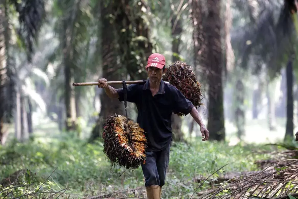 Mandatori B50 Mulai Juli 2026: Potensi Lonjakan Harga CPO Domestik