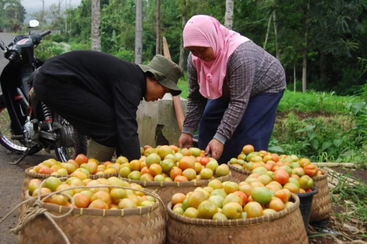 Bapanas Gelar Aksi Bela Beli Tomat, Serap Panen Petani Cianjur