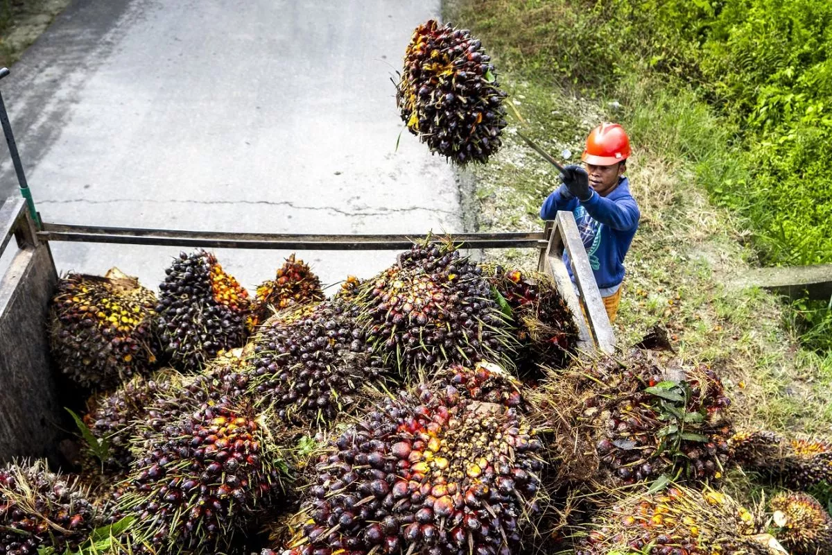 Daftar Harga TBS Sawit Dharmasraya, Tertinggi 3.789 Rupiah per Kilogram
