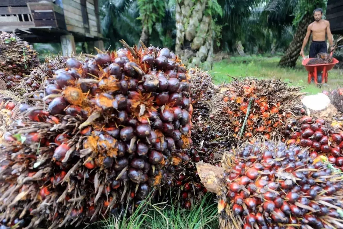 Didorong Ekspor dan B50, Harga CPO Menguat Dua Hari Berturut-turut