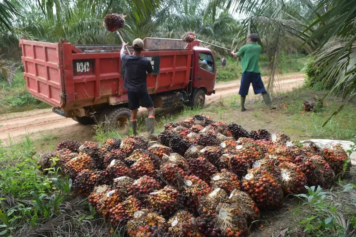 Pemerintah: Mandatori B50 Tidak Akan Ganggu Ekspor Kelapa Sawit