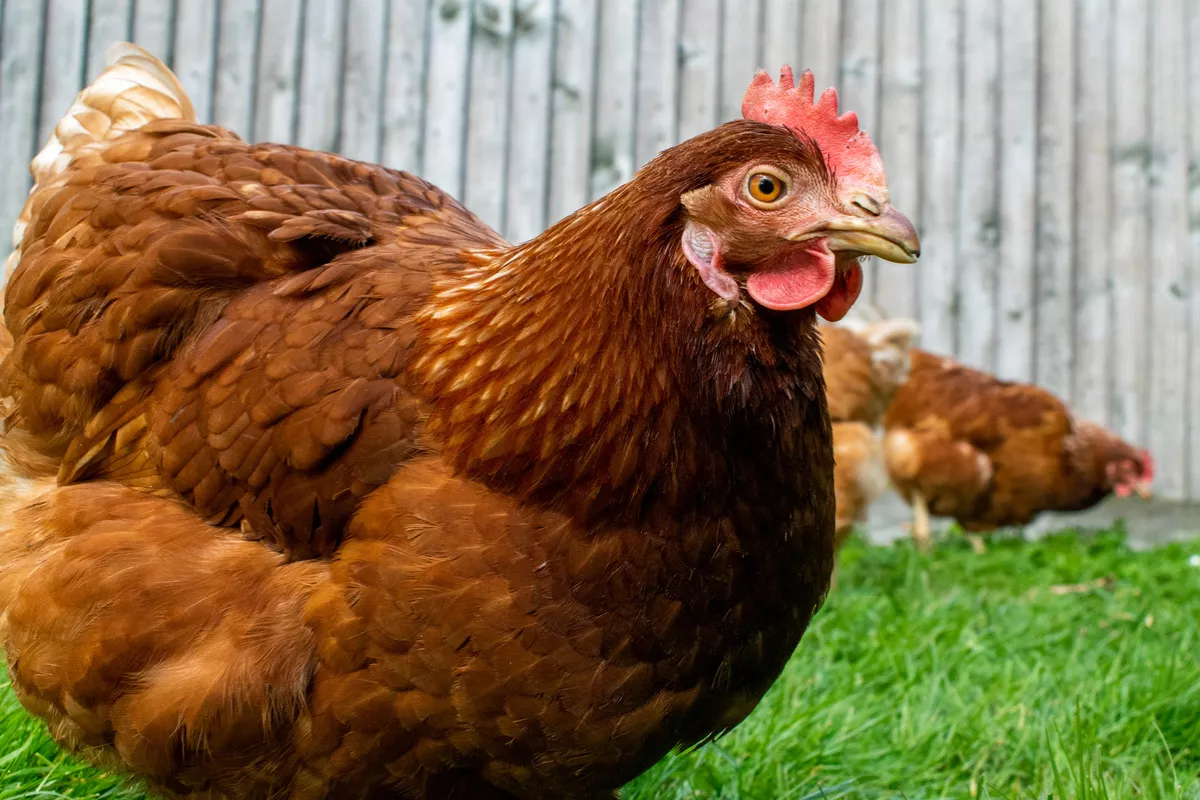 Peternak di Magelang Bagi Ayam Gratis Protes Harga Telur Anjlok