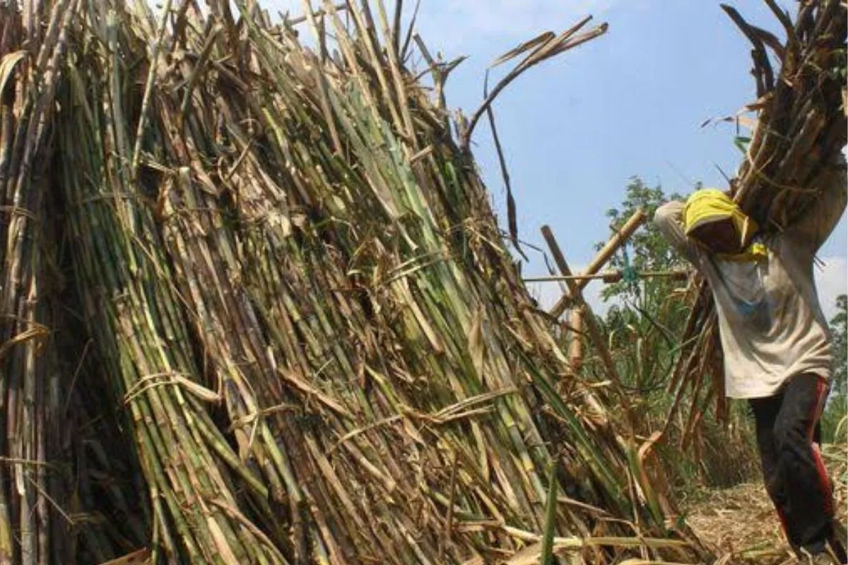 Kenaikan HPP Gula Petani Dinilai Mendesak Diterapkan Tahun 2027