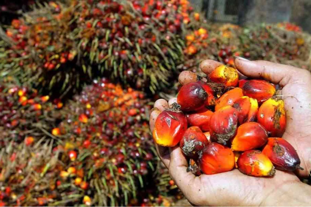 Harga TBS Sawit di Pasaman Barat Capai Rp3.855 per Kilogram