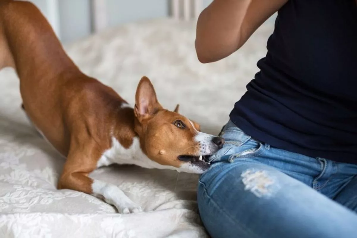 Pertolongan Pertama saat Digigit Anjing untuk Cegah Bahaya Rabies