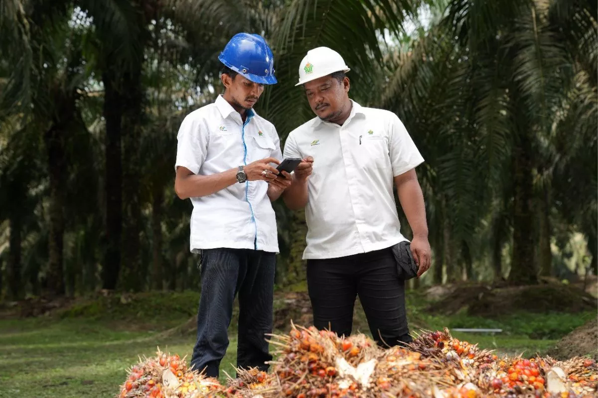 PTPN IV PalmCo Raih Laba Bersih Rp3,23 Triliun pada Semester I/2026