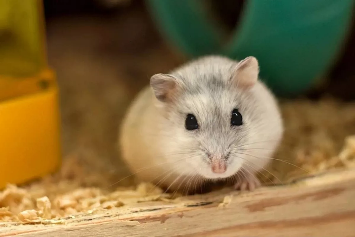 Mengenal Bahasa Tubuh Hamster: Tanda Takut, Stres dan Siap Main