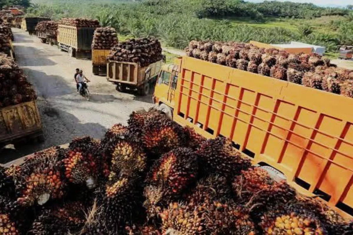 Harga TBS Sawit Swadaya Riau Naik Lagi, Tertinggi Rp3.707,61/Kg