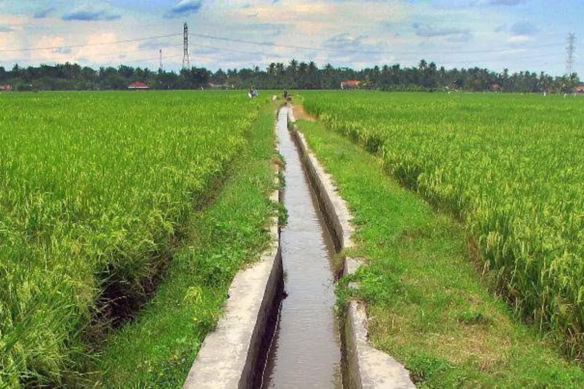 Bantuan Irigasi APBN Sasar 188 Kelompok Tani Bantul Dorong Produksi Pangan