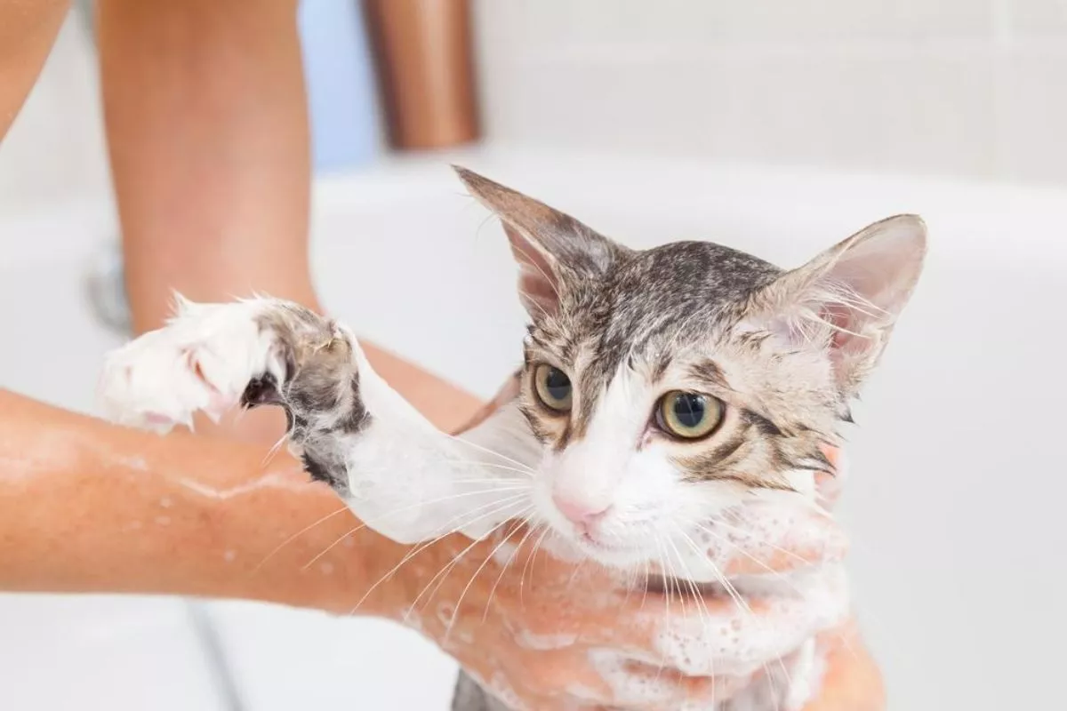 Langkah Tepat Membasmi Kutu Kucing Secara Tuntas dan Menyeluruh