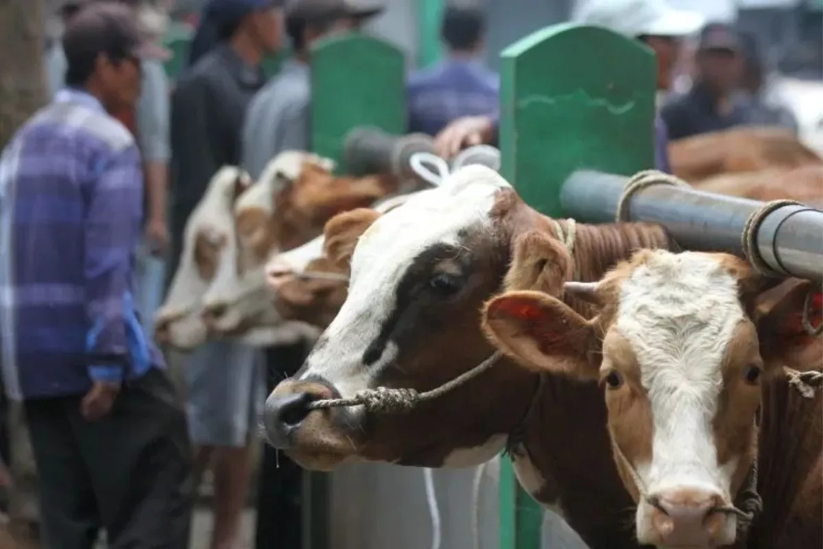 Sistem Tradisional Hambat Produksi Sapi Potong Dalam Negeri