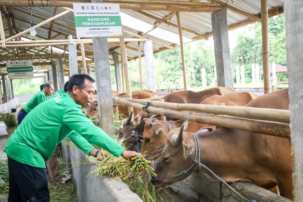 Strategi Kurban untuk Ekonomi Desa dan UMKM Peternak Lokal