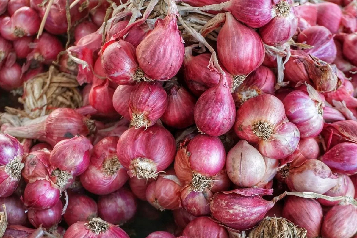 Panen Raya Dorong Deflasi, Bawang Merah Jadi Penyumbang Utama
