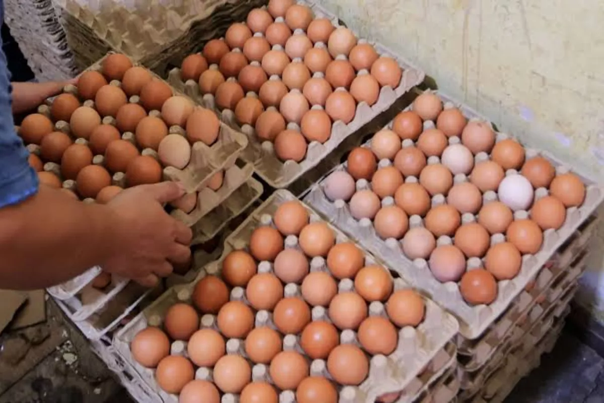 Cek Harga Telur Ayam Ras dan Sembako di Jambi per 16 Juni 2026