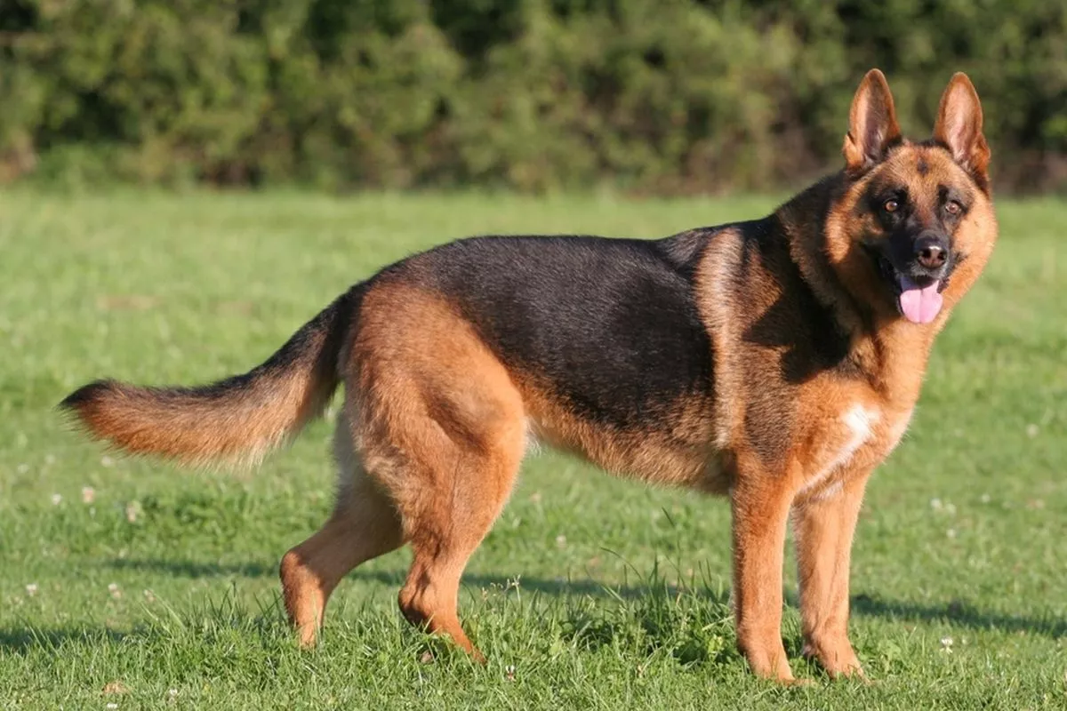 Cek Bagian Tubuh Anjing Ini untuk Mengetahui Kondisi Kesehatannya