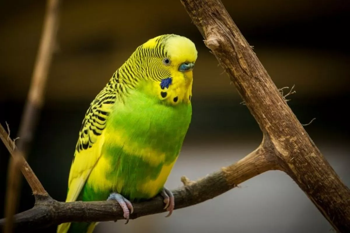 5 Jenis Burung Peliharaan, Kenali Karakter dan Cara Merawatnya