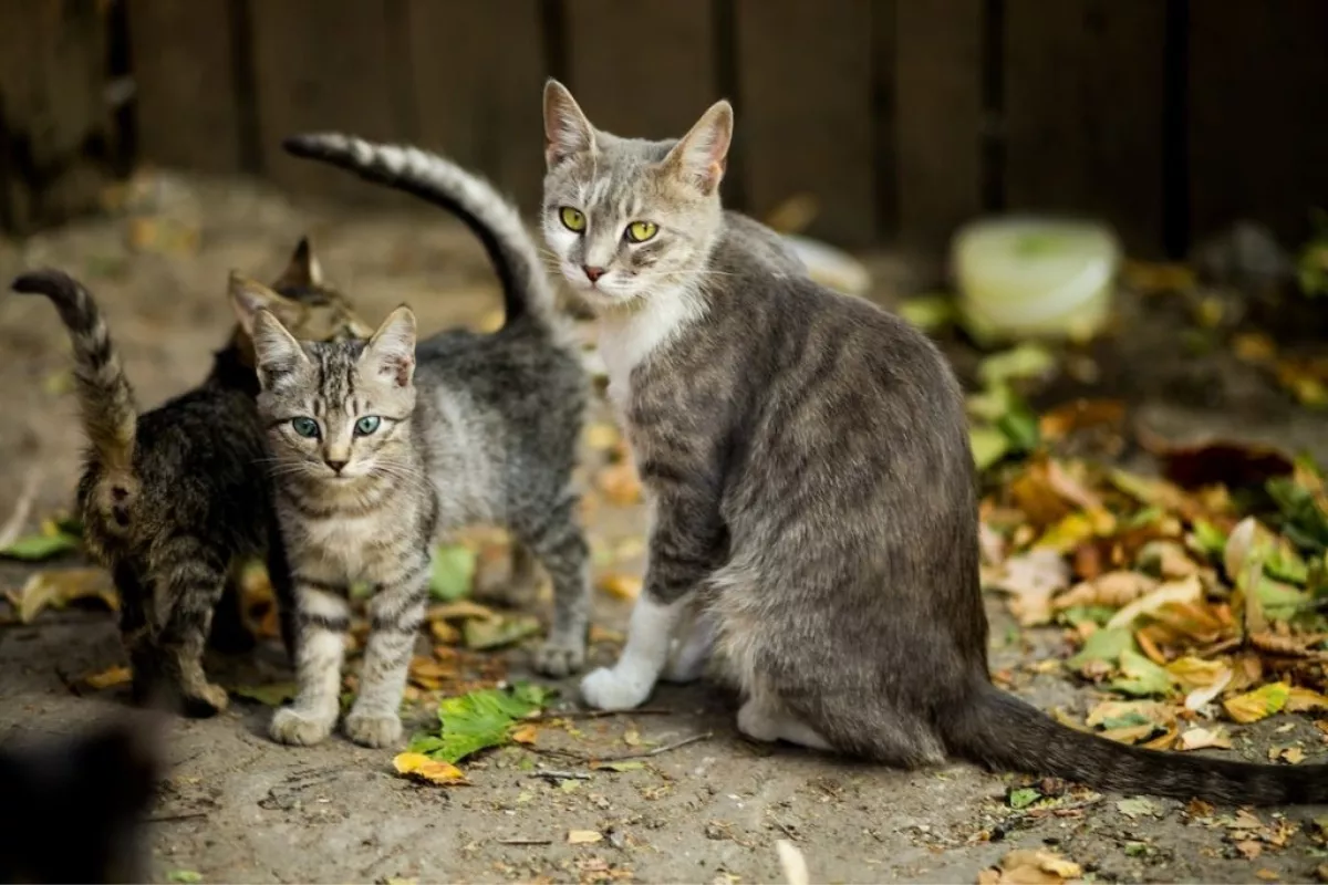 Cara Merawat Kucing Kampung Kecil agar Sehat dan Jinak